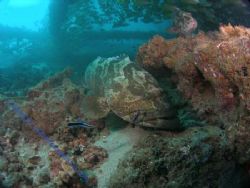 Saw this Estuary Cod and Coral Trout guarding there soon ... by Brad Cox 
